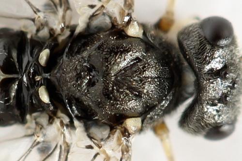 Loderus genucinctus