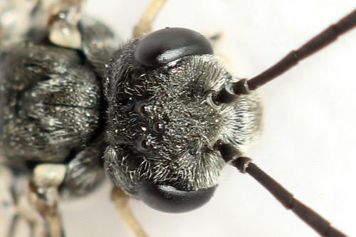 Loderus genucinctus