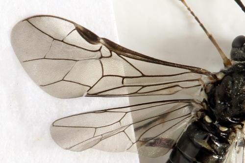 Loderus genucinctus