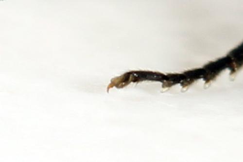 Loderus genucinctus