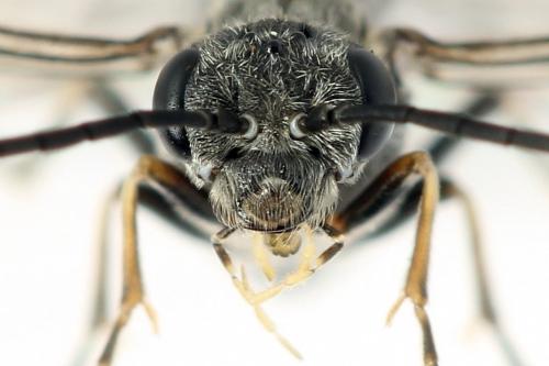 Loderus genucinctus