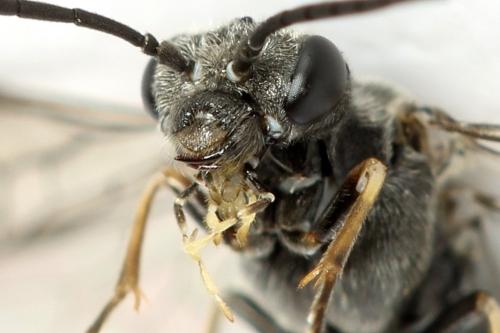 Loderus genucinctus