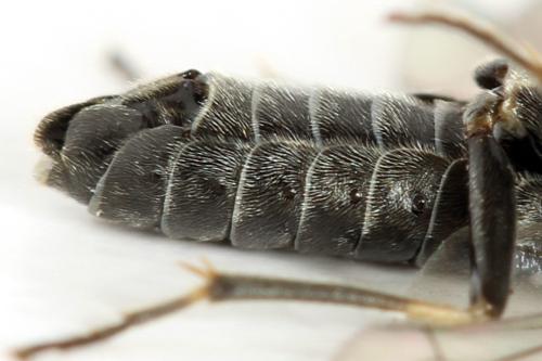 Loderus genucinctus