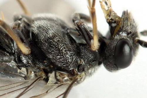 Loderus genucinctus