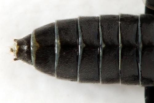 Loderus genucinctus