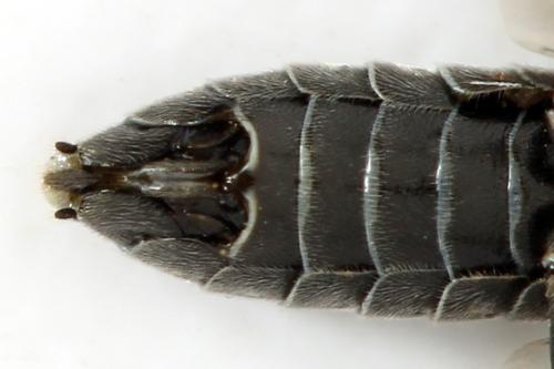Loderus genucinctus
