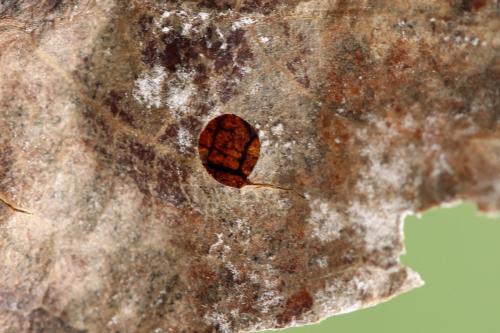 Réf. 320 717 : Heterarthrus microcephalus