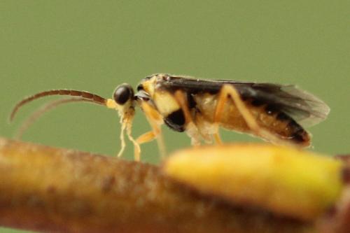 Réf. 320 718 : Heterarthrus microcephalus