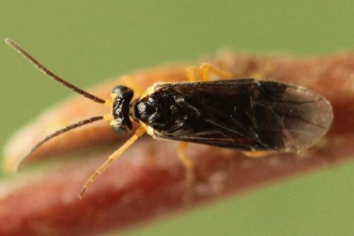 Réf. 320 719 : Heterarthrus microcephalus