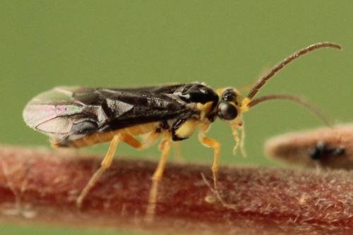 Réf. 320 720 : Heterarthrus microcephalus