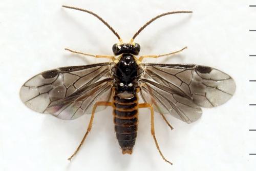 Réf. 320 721 : Heterarthrus microcephalus