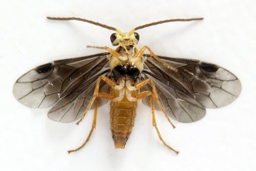 Réf. 320 722 : Heterarthrus microcephalus