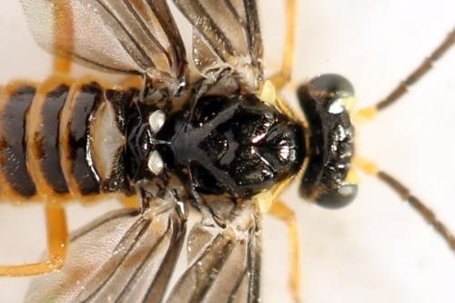 Réf. 320 724 : Heterarthrus microcephalus
