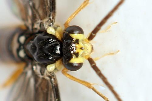 Réf. 320 725 : Heterarthrus microcephalus