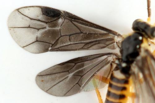 Réf. 320 726 : Heterarthrus microcephalus