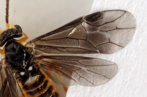 Réf. 320 727 : Heterarthrus microcephalus