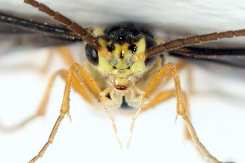 Réf. 320 728 : Heterarthrus microcephalus