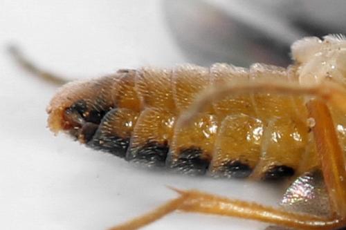 Réf. 320 729 : Heterarthrus microcephalus