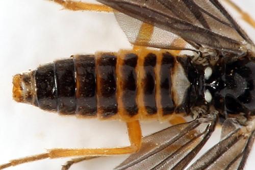 Réf. 320 731 : Heterarthrus microcephalus