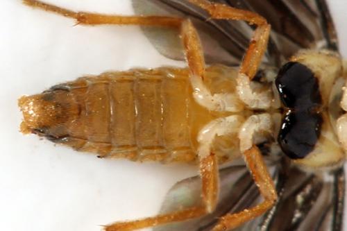 Réf. 320 732 : Heterarthrus microcephalus