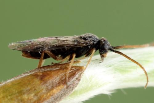 Euura saliciscinereae