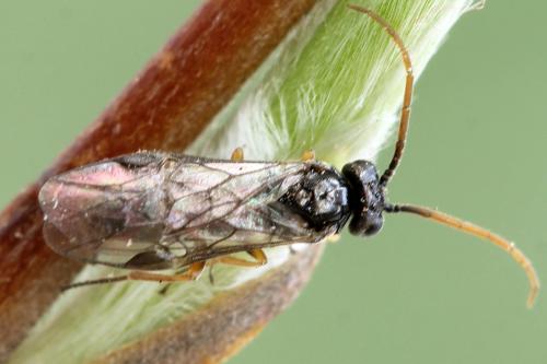 Réf. 320 888 : Euura saliciscinereae