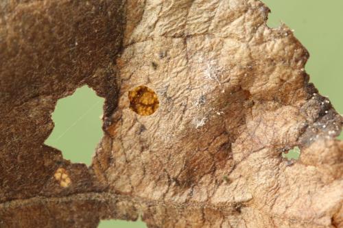 Réf. 320 694 : Heterarthrus microcephalus