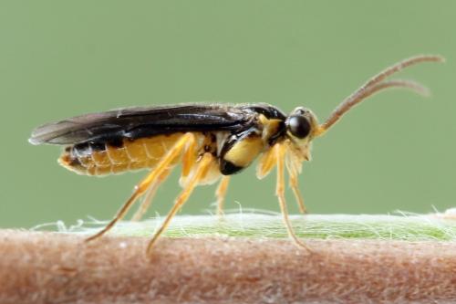 Réf. 320 695 : Heterarthrus microcephalus