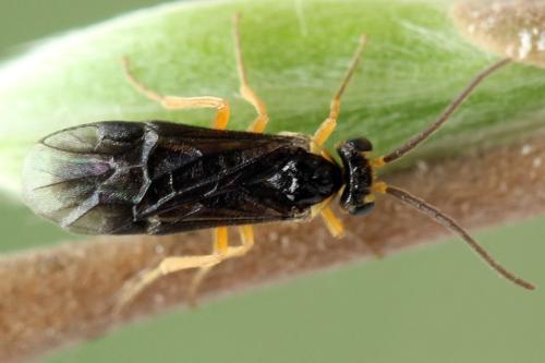 Réf. 320 696 : Heterarthrus microcephalus