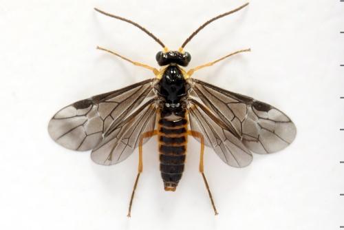 Réf. 320 697 : Heterarthrus microcephalus