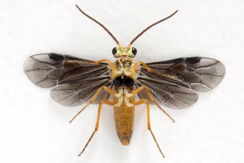 Réf. 320 698 : Heterarthrus microcephalus