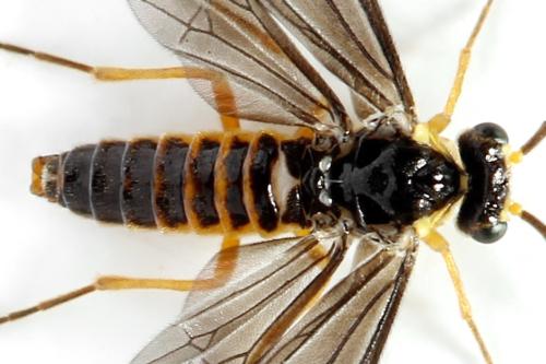 Réf. 320 699 : Heterarthrus microcephalus