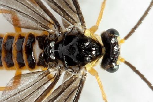 Réf. 320 700 : Heterarthrus microcephalus