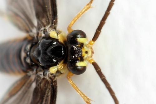 Réf. 320 701 : Heterarthrus microcephalus