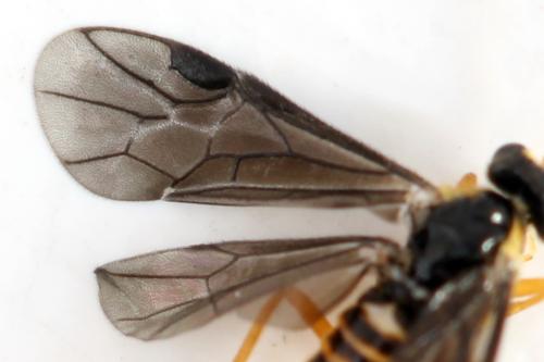 Réf. 320 702 : Heterarthrus microcephalus