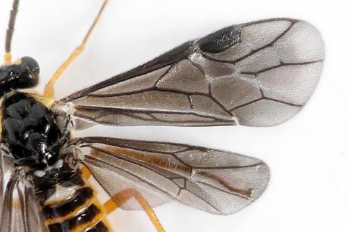 Réf. 320 703 : Heterarthrus microcephalus