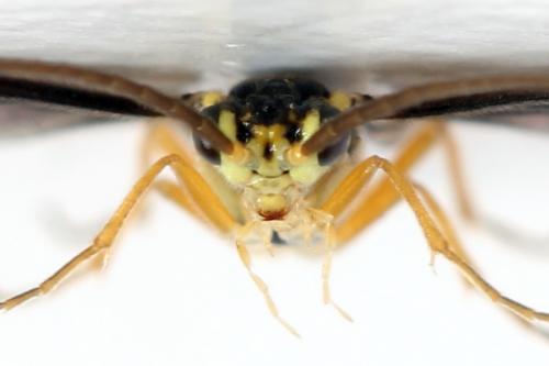 Réf. 320 704 : Heterarthrus microcephalus