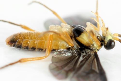 Réf. 320 706 : Heterarthrus microcephalus