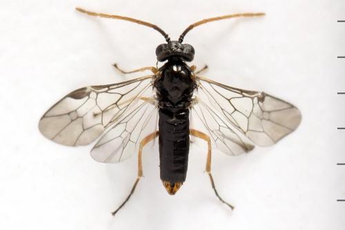 Euura saliciscinereae