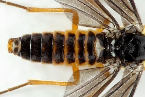 Réf. 320 707 : Heterarthrus microcephalus