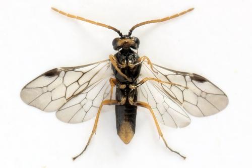 Euura saliciscinereae