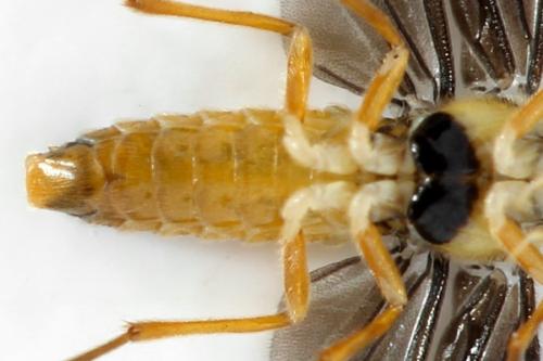 Réf. 320 708 : Heterarthrus microcephalus