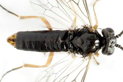 Euura saliciscinereae