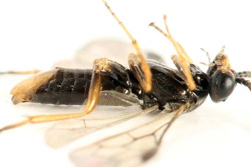 Euura saliciscinereae