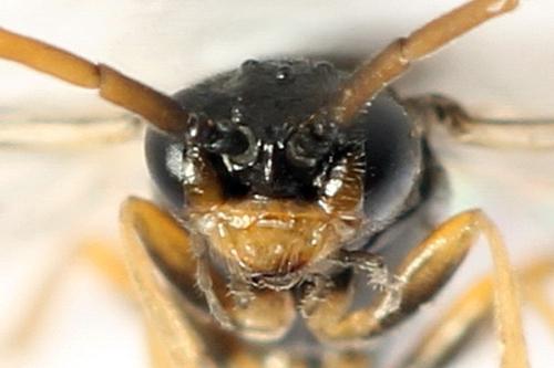 Euura saliciscinereae