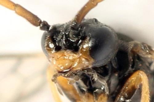 Euura saliciscinereae