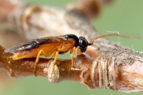 Priophorus grandis