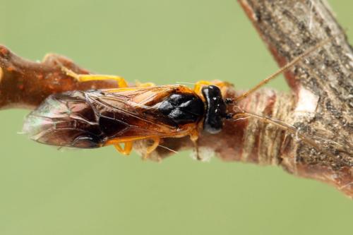 Priophorus grandis