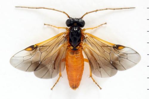 Priophorus grandis