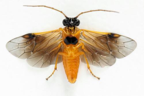 Priophorus grandis